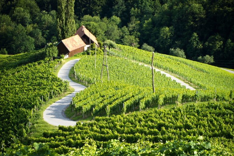 Srček na vinski cesti – Špičnik