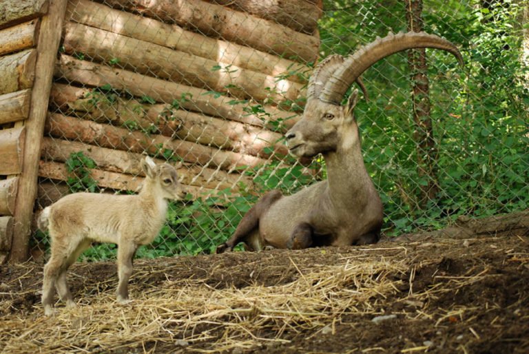 oce in mali