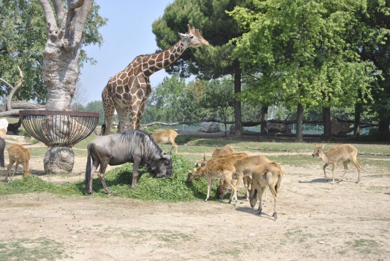 parco natura viva 5