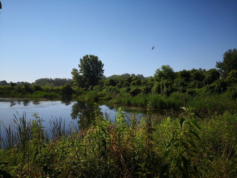 Ormoške lagune