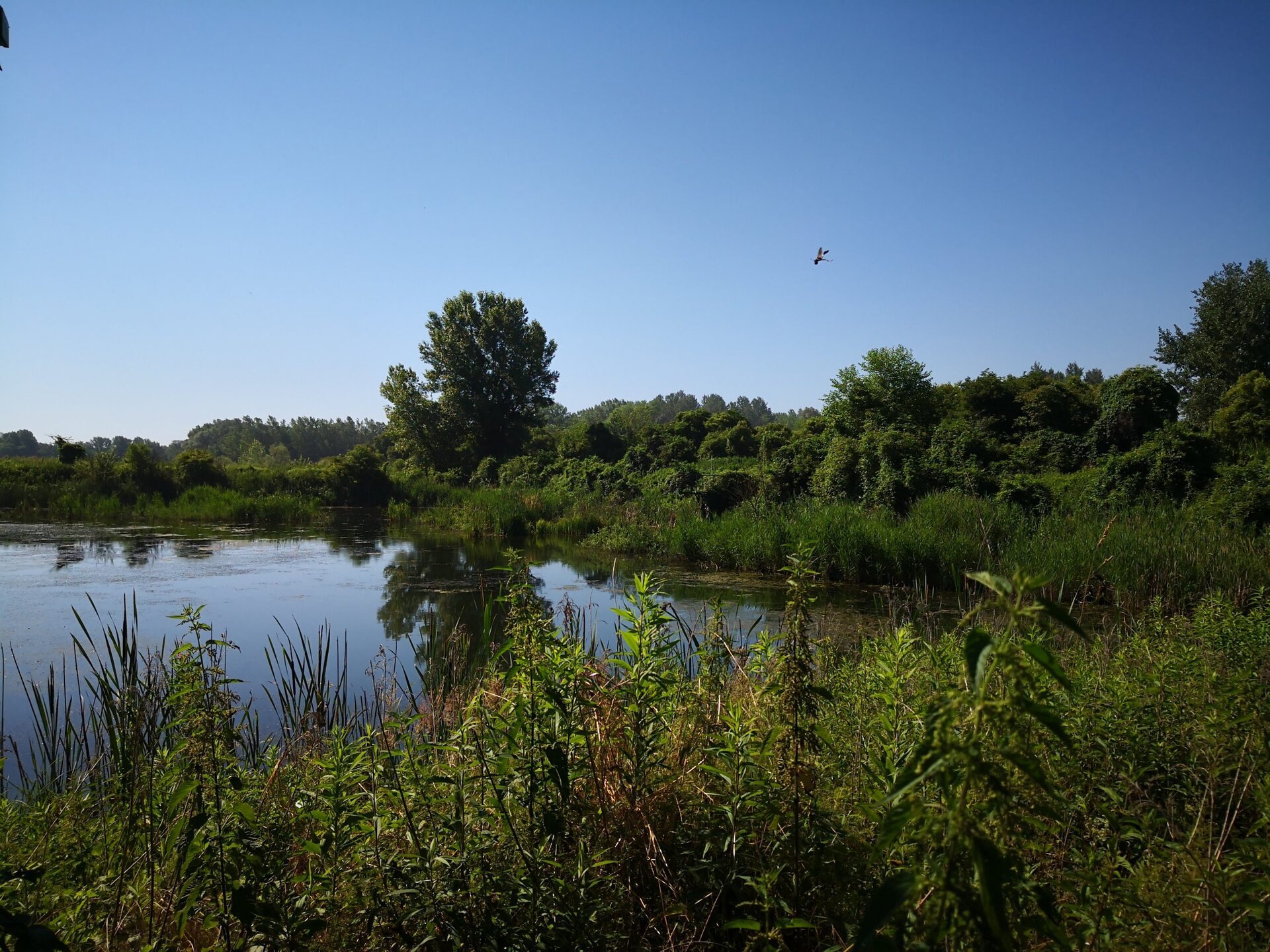 Ormoške lagune - pogled na mokrišče
