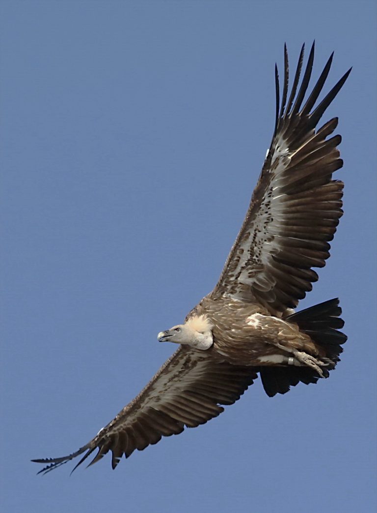 Grifone a Cherso; fotografia della specie, non degli interni del centro
